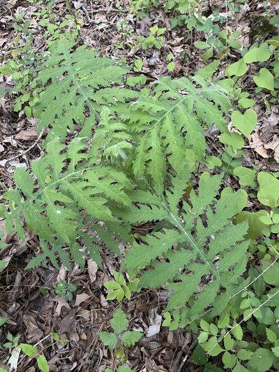 Polymnia johnbeckii, photographed by Noah Yawn