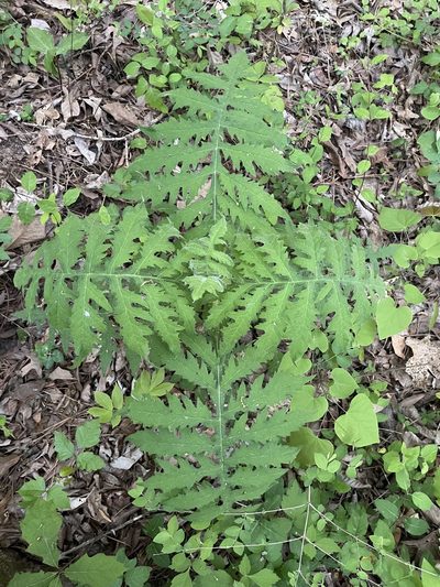 Polymnia johnbeckii, photographed by Noah Yawn