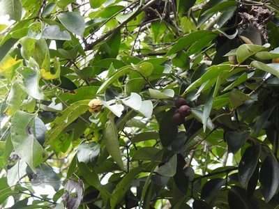 Eugenia capulioides, photographed by Neptalí Ramírez Marcial