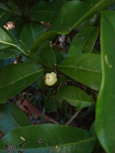 Acronychia wilcoxiana, photographed by Tony van Kampen