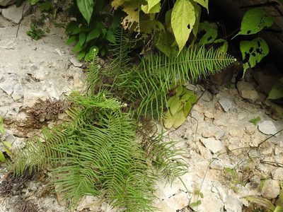 Pteris longifolia, photographed by Neptalí Ramírez Marcial