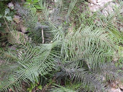 Pteris longifolia, photographed by Neptalí Ramírez Marcial