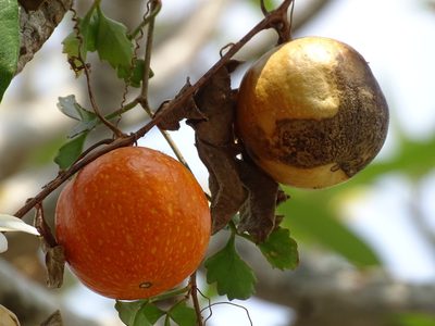 Cionosicys excisus, photographed by Alexis López Hernández