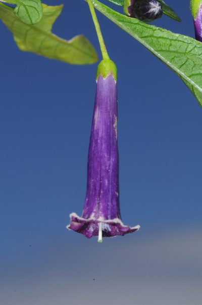 Dunalia brachyacantha, photographed by aacocucci