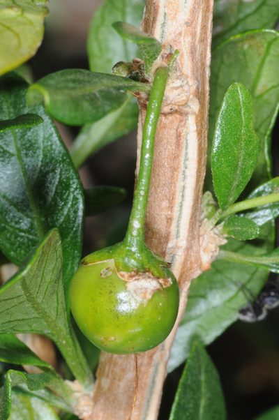 Dunalia brachyacantha, photographed by aacocucci