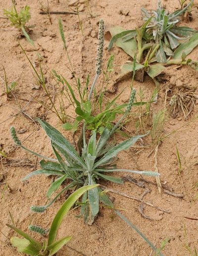 Plantago hookeriana, photographed by Laura Gaudette