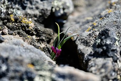 Allium scilloides, photographed by John Leszczynski