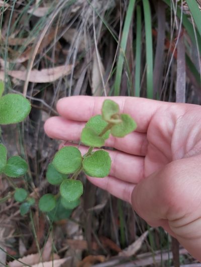 Dampiera purpurea, photographed by Tim