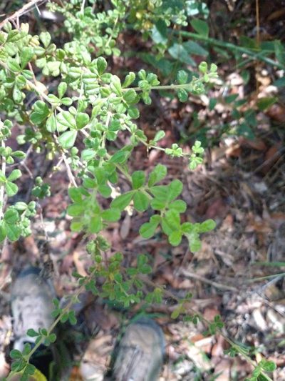 Zieria minutiflora, photographed by Tony van Kampen