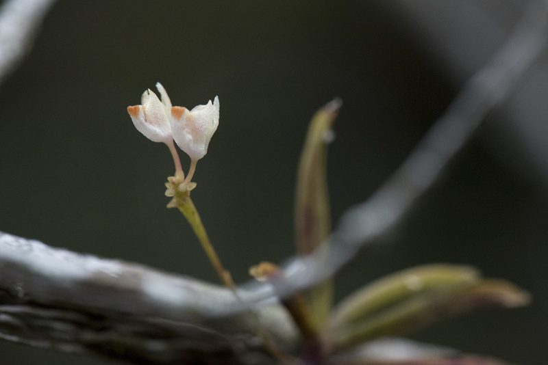 Thrixspermum formosanum, photographed by Licheng Shih
