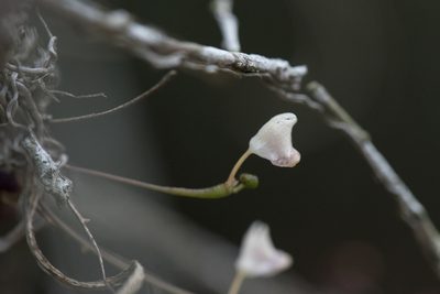 Thrixspermum formosanum, photographed by Licheng Shih