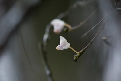 Thrixspermum formosanum, photographed by Licheng Shih