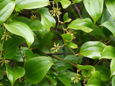 Smilax ovalifolia, photographed by Dinesh Valke