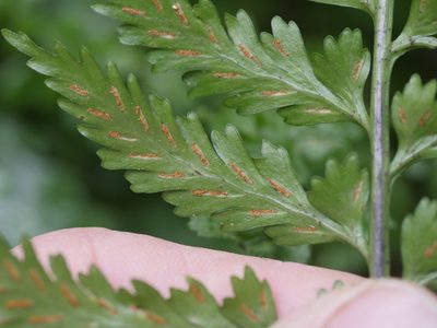 Asplenium lamprophyllum, photographed by Bruce Calvert