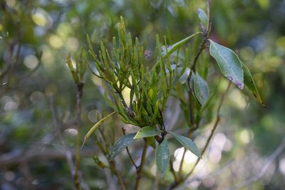 Korthalsella japonica, photographed by heikindai_87