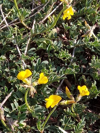 Hippocrepis atlantica, photographed by Karim Haddad