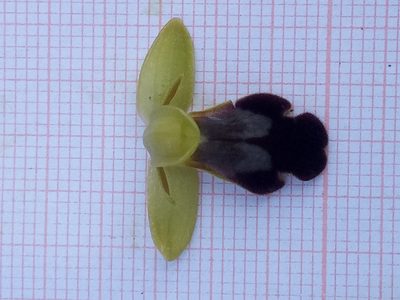 Ophrys fusca, photographed by Karim Haddad