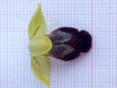 Ophrys fusca, photographed by Karim Haddad