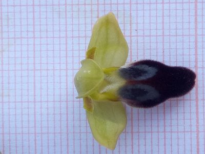 Ophrys fusca, photographed by Karim Haddad