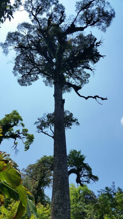 Tsuga chinensis, photographed by Eugene Popov