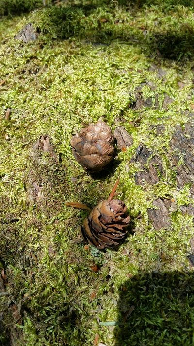 Tsuga chinensis, photographed by Eugene Popov