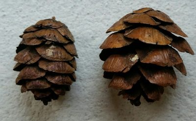 Tsuga chinensis, photographed by Eugene Popov