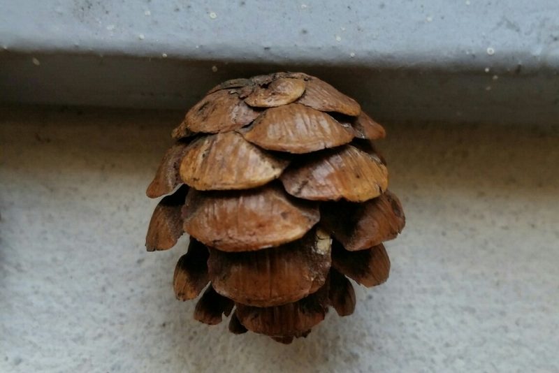 Tsuga chinensis, photographed by Eugene Popov