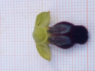 Ophrys fusca, photographed by Karim Haddad