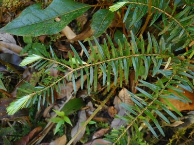 Tsuga chinensis, photographed by Eugene Popov