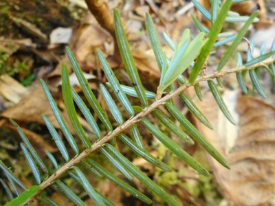 Tsuga chinensis, photographed by Eugene Popov