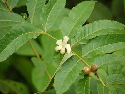 Garuga pinnata, photographed by Dinesh Valke