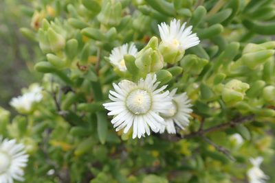 Stoeberia utilis, photographed by Peter Warren