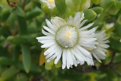 Stoeberia utilis, photographed by Peter Warren