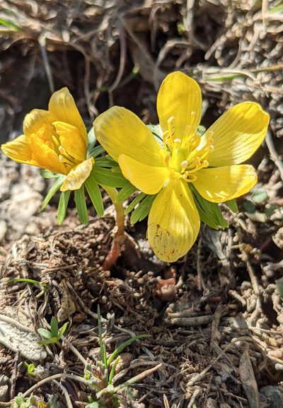 Eranthis cilicica, photographed by Kristof Zyskowski
