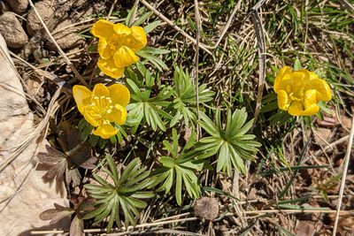 Eranthis cilicica, photographed by Kristof Zyskowski
