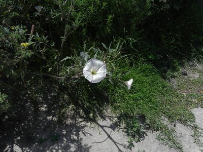 Datura ceratocaula, photographed by biolsamuel