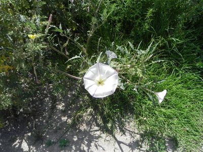Datura ceratocaula, photographed by biolsamuel
