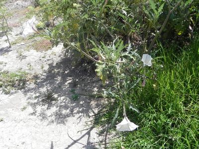 Datura ceratocaula, photographed by biolsamuel