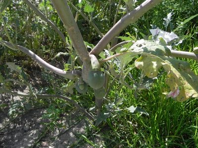 Datura ceratocaula, photographed by biolsamuel