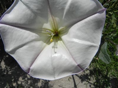 Datura ceratocaula, photographed by biolsamuel