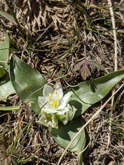 Ornithogalum lanceolatum, photographed by Kristof Zyskowski