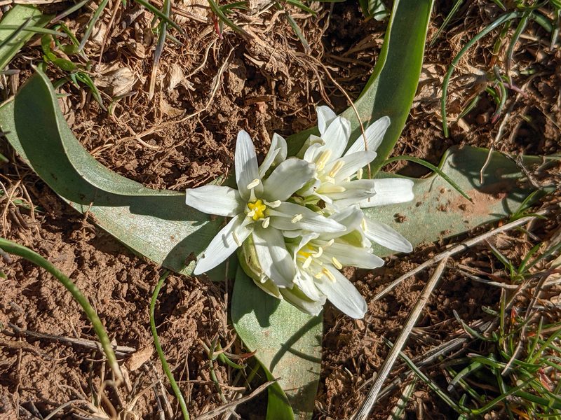 Ornithogalum lanceolatum, photographed by Kristof Zyskowski