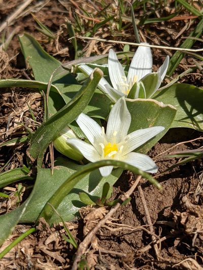 Ornithogalum lanceolatum, photographed by Kristof Zyskowski