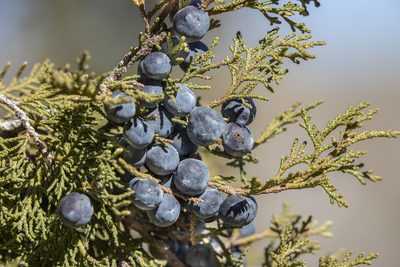 Juniperus excelsa, photographed by Kristof Zyskowski
