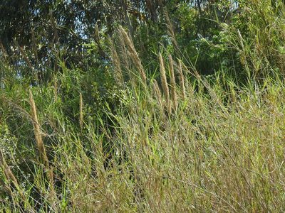 Arundo micrantha, photographed by Duarte Frade