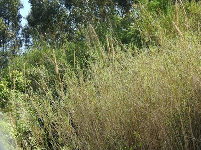Arundo micrantha, photographed by Duarte Frade