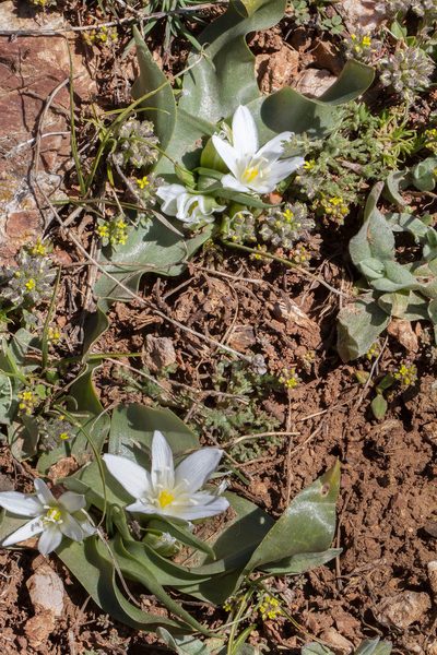 Ornithogalum lanceolatum, photographed by Kristof Zyskowski