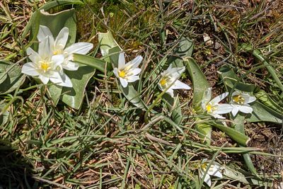 Ornithogalum lanceolatum, photographed by Kristof Zyskowski