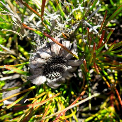 Protea montana, photographed by Di Turner