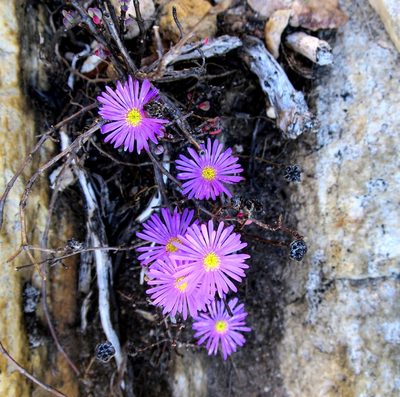 Lampranthus swartbergensis, photographed by Di Turner